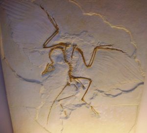 125-milyon-yil-once-yasayan-kuslar-jeholornis-sapeornis-1306269