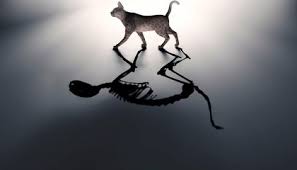 Schrodinger's cat is a depressive concept but when thought about in a hopeful manner, it becomes encouraging.