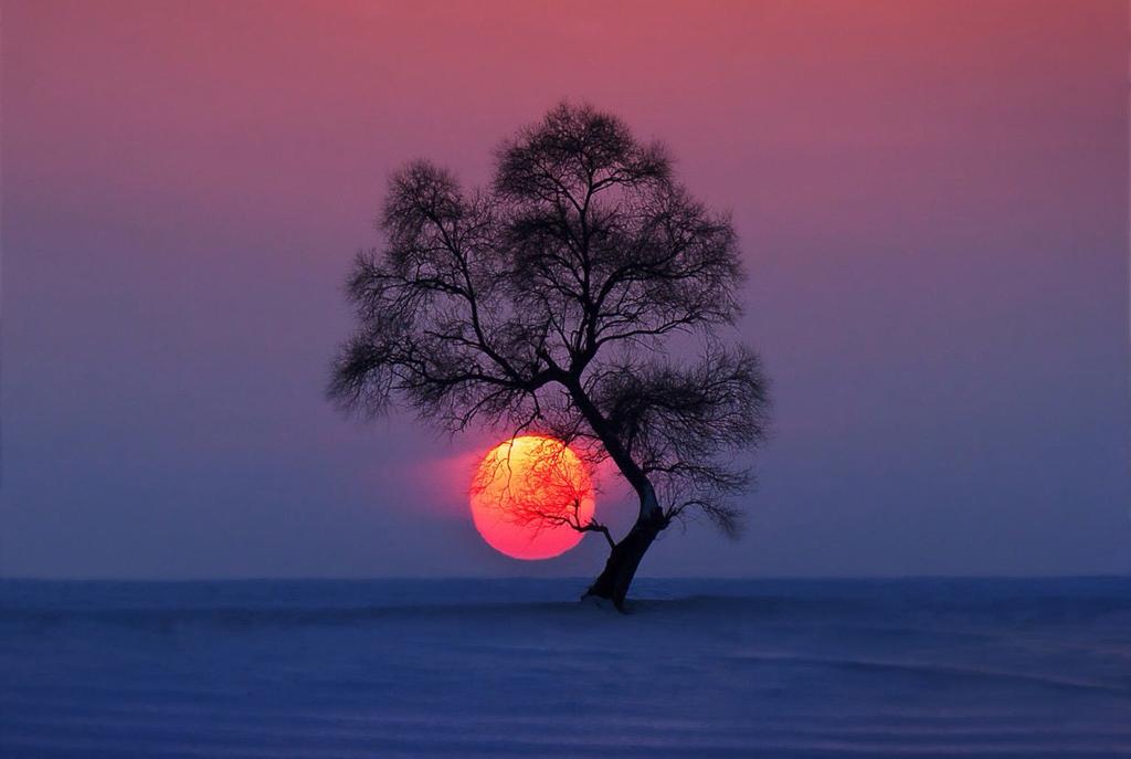 YALNIZLIK:TEK AĞAÇLI BAHÇE...