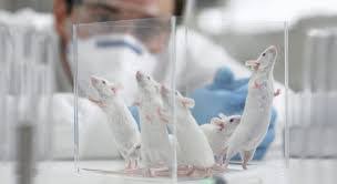 Deneyler durdurulmalı