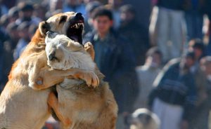 Dogs battle it out as hundreds of Afghan men attend the weekly dog fights in Kabul, Afghanistan, Friday, Dec. 14, 2007. Dog fighting is a popular pass time among Afghans during the winter season and the public matches are held every Friday, which is the official weekly holiday in Afghanistan. (AP Photo/Rafiq Maqbool) / SCANPIX Code: 436
