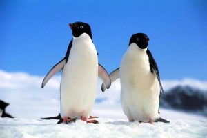 Penguen-Resimi_3e01f