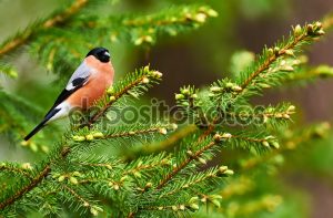 bullfinch male perched on a small pine tree branch in a Finnish forest