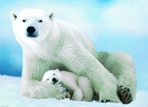 eurographics-puzzle-1000-parca-polar-bear-and-baby-6000-1198_35