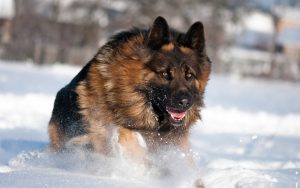 german-shepherd-dog-facts-and