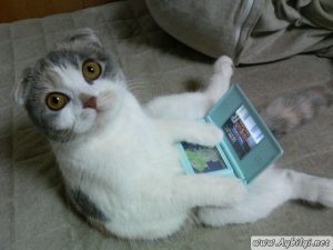 kedilerrrrrrrrrrrrrrrrrrrrrrrrrrrrrrr