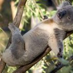 koala-uykusu