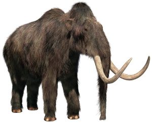 mamut