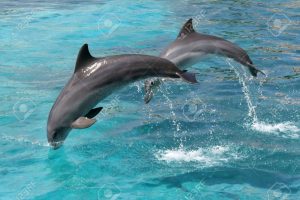 Pics Of Dolphins Jumping Dolphins Images Stock Pictures Royalty Free Dolphins Photos And - Wallpapers High Definition