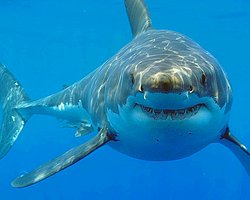 s-a10e4a991b23b7daff3e3b2b3138b9874314c6bb